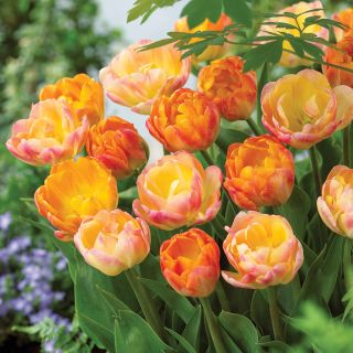 Tangerine Tango Tulip Blend Thumbnail